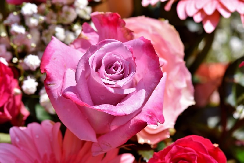 Celestial Rose Gardens